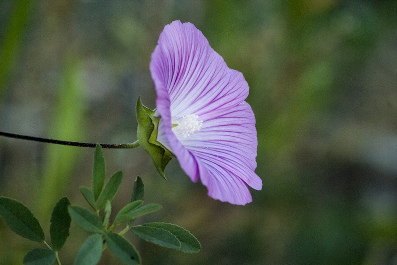 Malva punctata